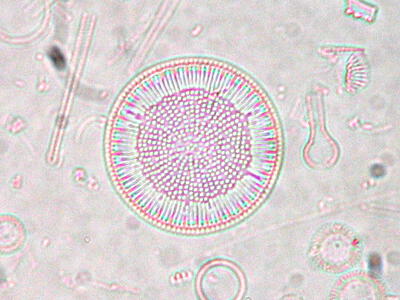 cyclotella commensis