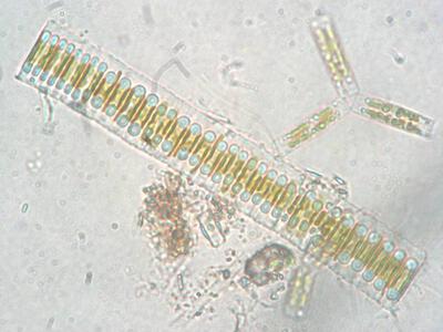 fragilaria sp
