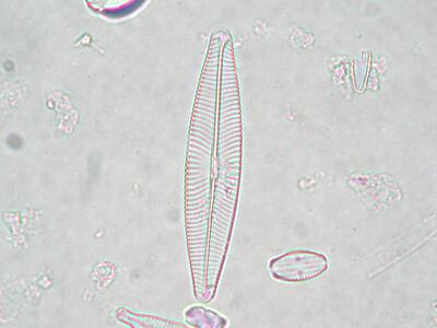 navicula lanceolata
