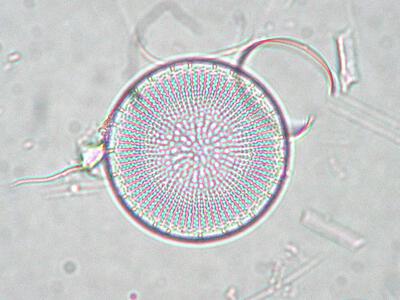 stephanodiscus neoastraea