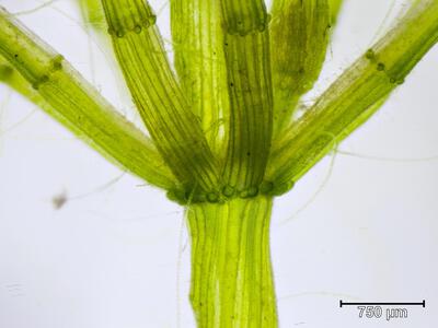 chara globularis stipularkranz