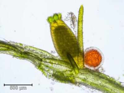 nitella flexilis antheridium und oogon