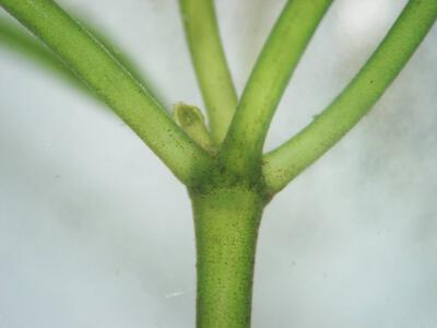 nitellopsis obtusa detail