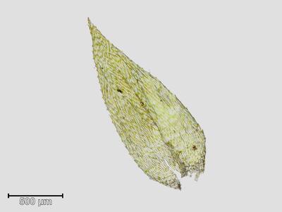 eurhynchium speciosum blatt