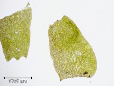 bazzania trilobata flankenblatt