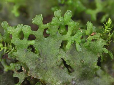 pellia endiviifolia detail