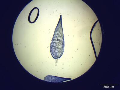 sphagnum rubellum astblatt
