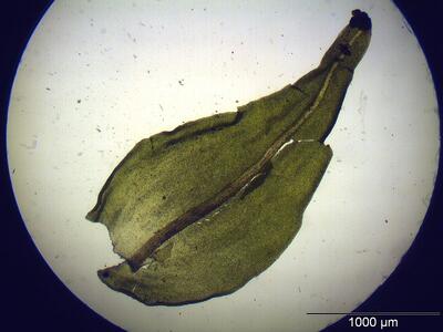 anomodon viticulosus blatt
