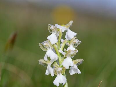 orchis morio weiss