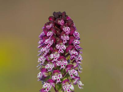 orchis ustulata ssp aestivalis detail