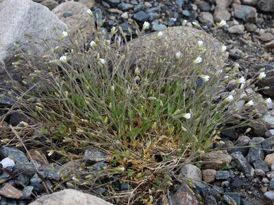 cerastium alpinum ssp lanatum