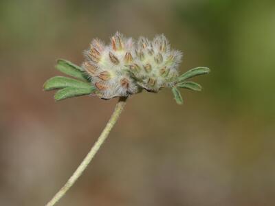 trifolium saxatile