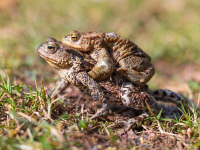 bufo bufo paar