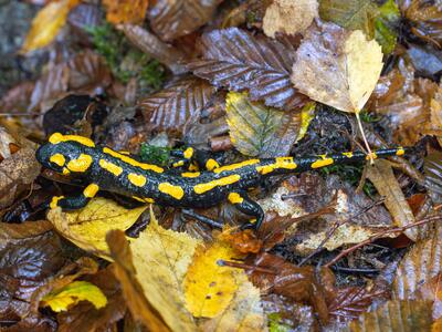 salamandra salamandra
