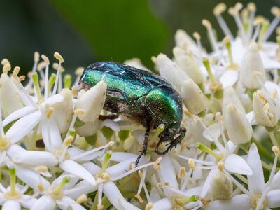 cetonia aurata