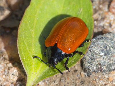 chrysomela populi