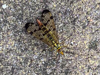 panorpa vulgaris