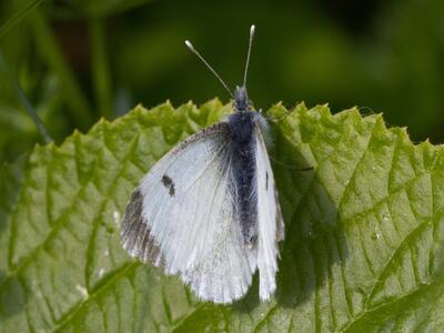 anthocharis cardamines