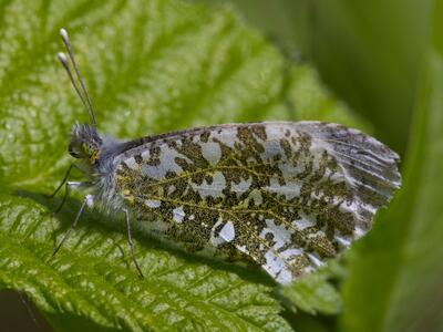 anthocharis cardamines seite