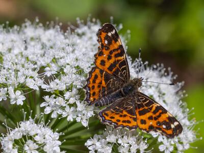 araschnia levana