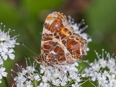 araschnia levana seite