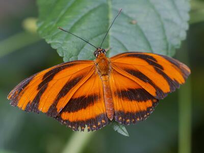 dryas julia