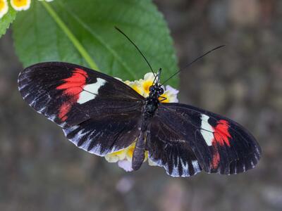 heliconius melpomene habitus