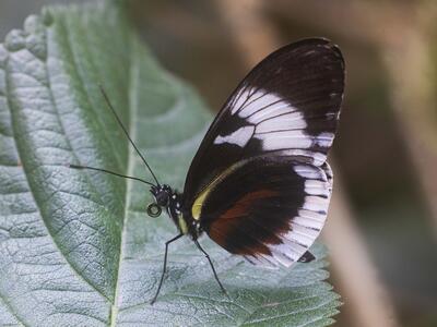 heliconius melpomene seite