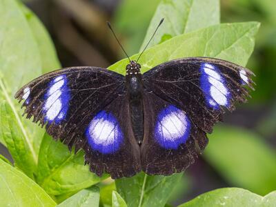 hypolimnas misippus