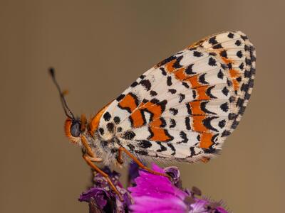 melitaea didyma