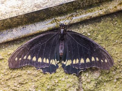 papilio polytes