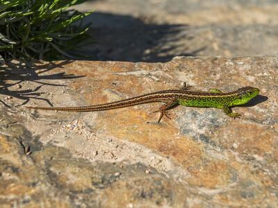 lacerta agilis