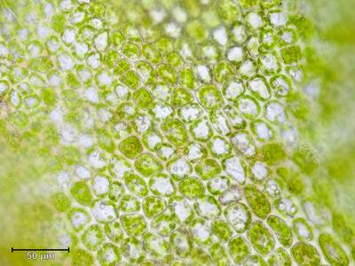 barbilophozia attenuata laminazellen