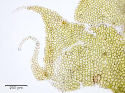 barbilophozia barbata cilien