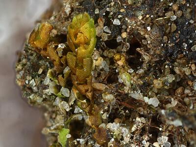 isopaches bicrenatus2