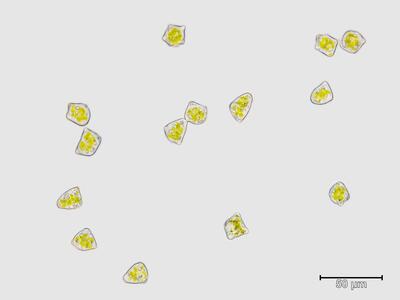 isopaches bicrenatus brutgemmen