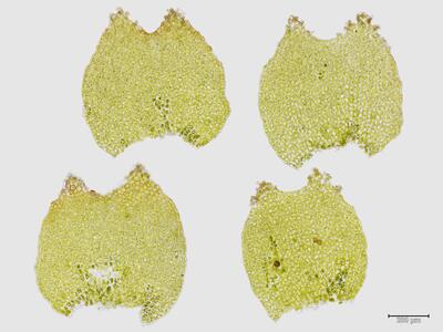 isopaches bicrenatus flankenblatt
