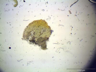 isopaches bicrenatus flankenblatt2
