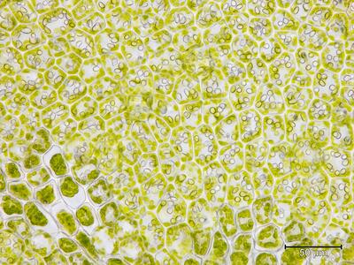 isopaches bicrenatus flankenblatt blattbasis
