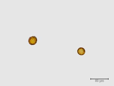 isopaches bicrenatus sporen