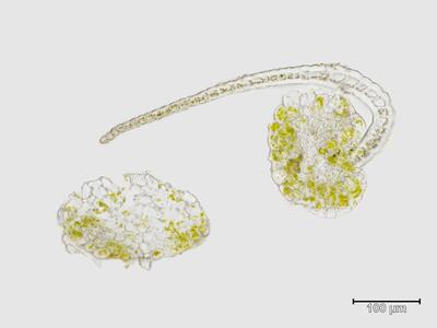 isopaches bicrenatus stamm quer