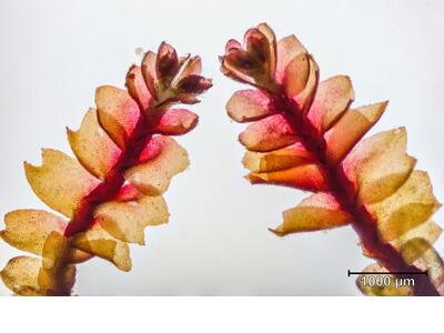 lophozia sudetica habitus