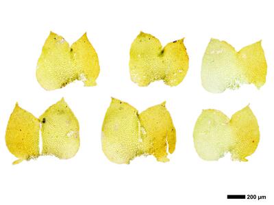 sphenolobus minutus 2 flankenblatt