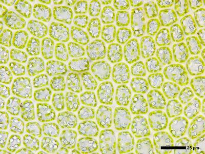 sphenolobus minutus 2 flankenblatt blattmitte