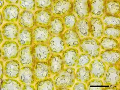 sphenolobus minutus 2 flankenblatt blattmitte detail
