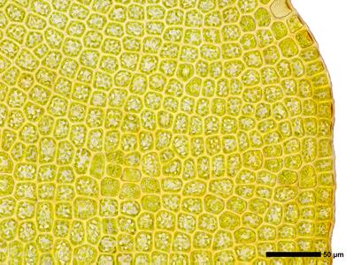 sphenolobus minutus 2 flankenblatt blattrand