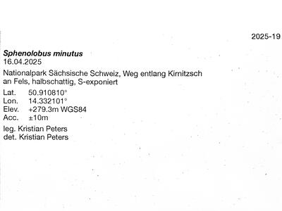 sphenolobus minutus 2 herbarbeleg