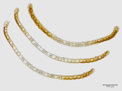 arnellia fennica blatt quer