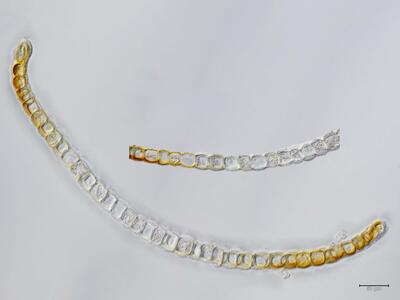 arnellia fennica blatt quer detail