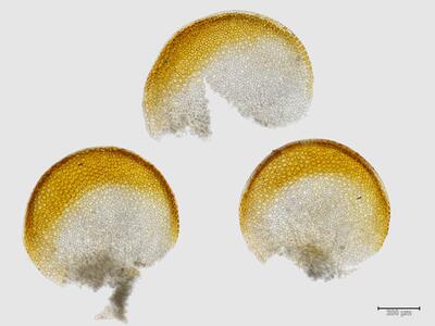 arnellia fennica flankenblatt